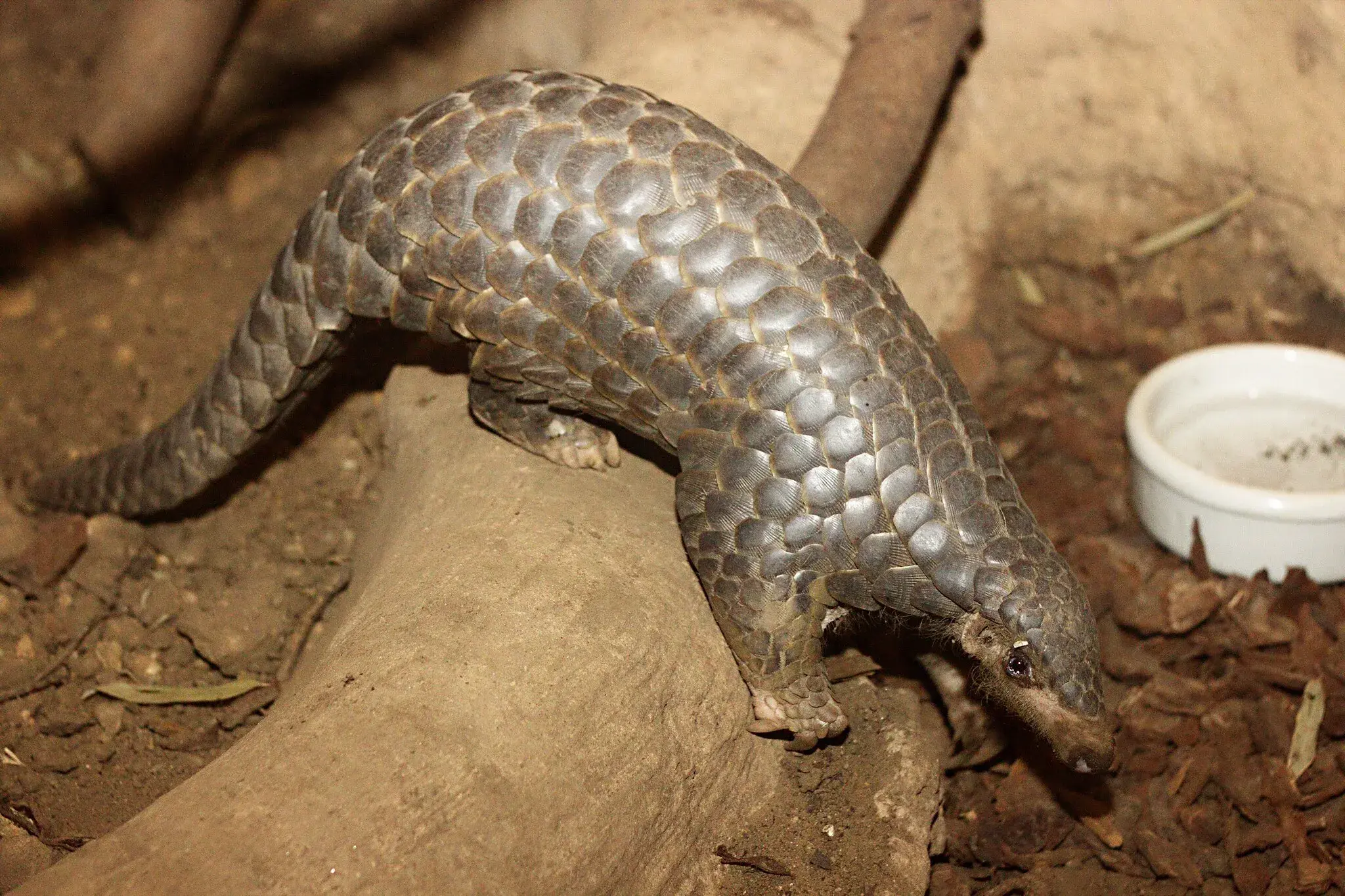 Pangolin Trafficking Persists Despite 500K+ Seizures 2016-2024